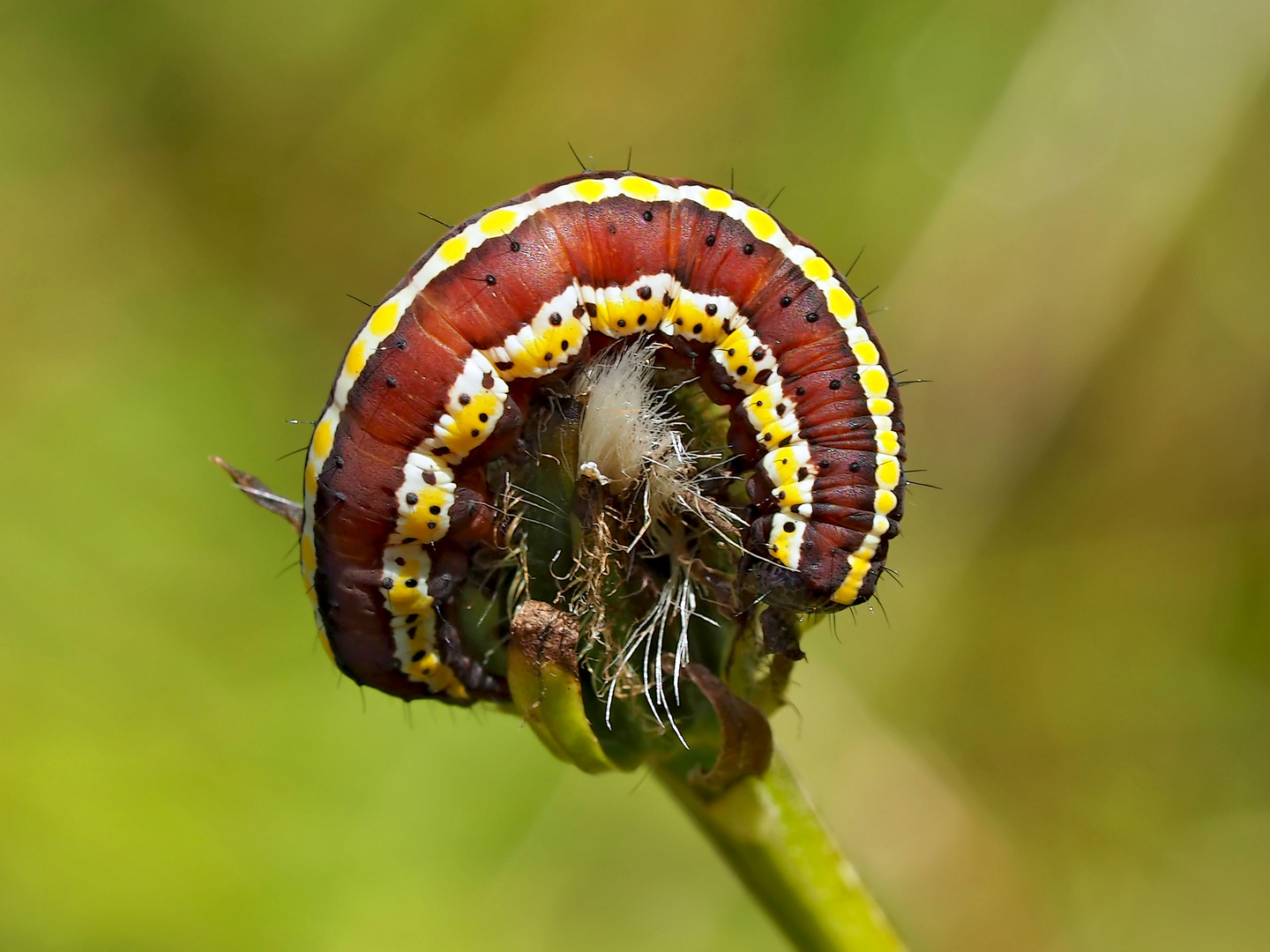 Halberwachsene Raupe des Kräutermönchs (Cucullia lucifuga) - Chenille de la Cucullie lucifuge.