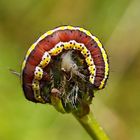 Halberwachsene Raupe des Kräutermönchs (Cucullia lucifuga) - Chenille de la Cucullie lucifuge.