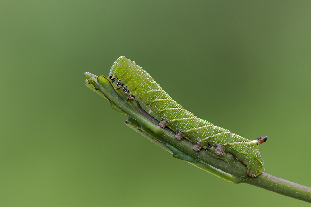 Halberwachsene Raupe des Ligusterschwärmers