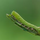 Halberwachsene Raupe des Ligusterschwärmers