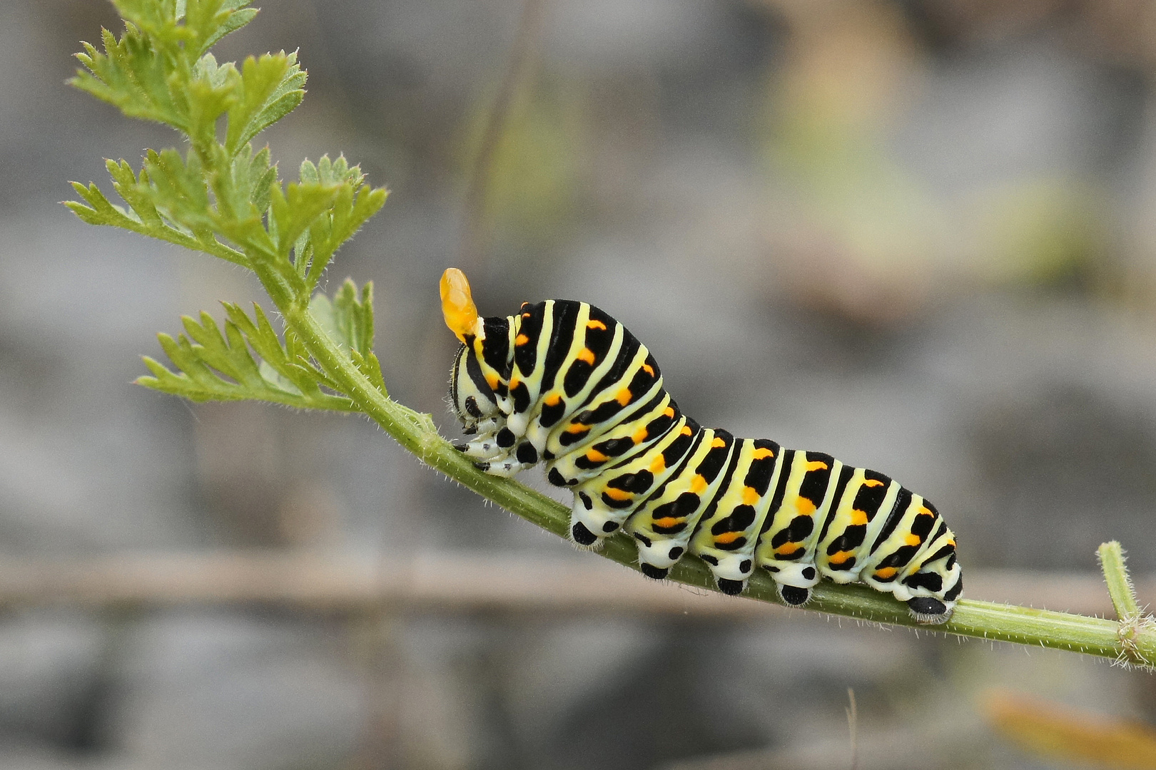 Halberwachsene Raupe des Schwalbenschwanzes (Papilio machaon)