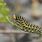 Halberwachsene Raupe des Schwalbenschwanzes (Papilio machaon)