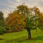 Halbes Herbstbäumchen