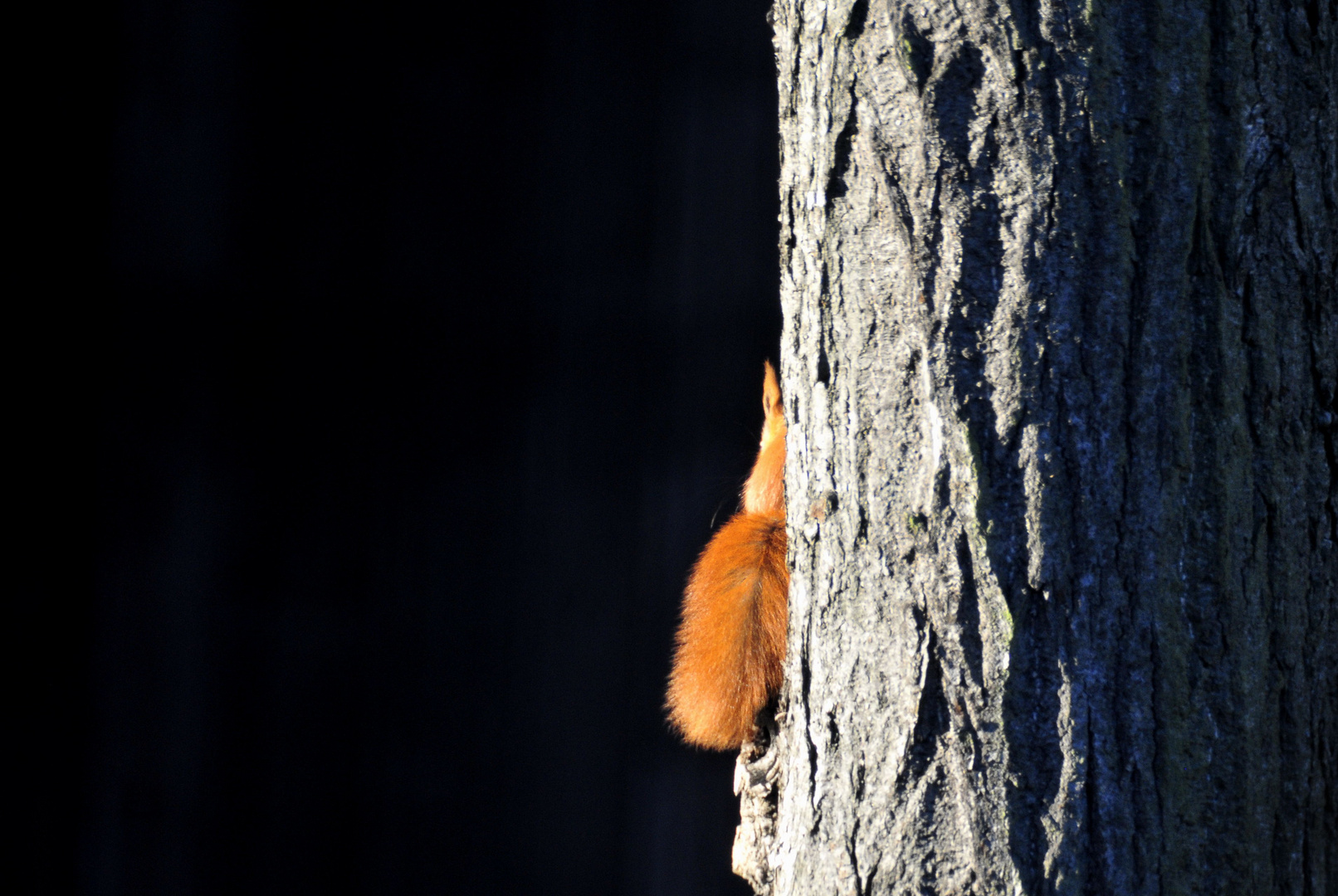 halbes Hörnchen mit Stück Baum