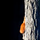 halbes Hörnchen mit Stück Baum