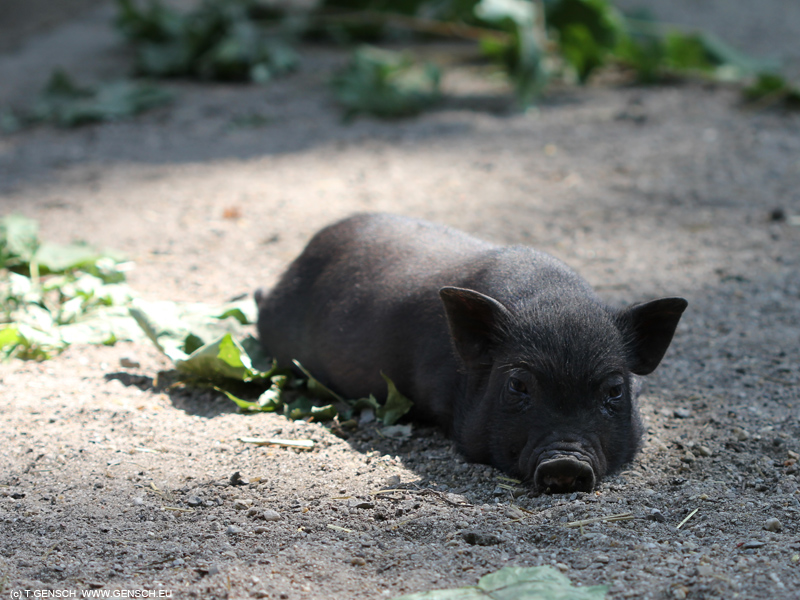 halbes Schweinchen