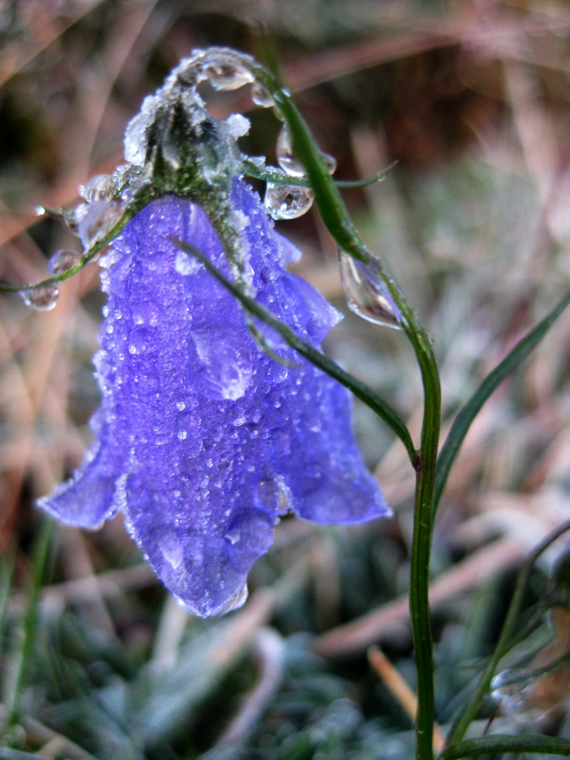 halbgefroren