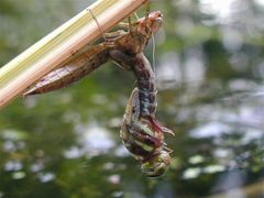 halbgeschlüpfte Aeshna grandis