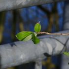 Halbimmergrüner Gewöhnlicher Liguster 