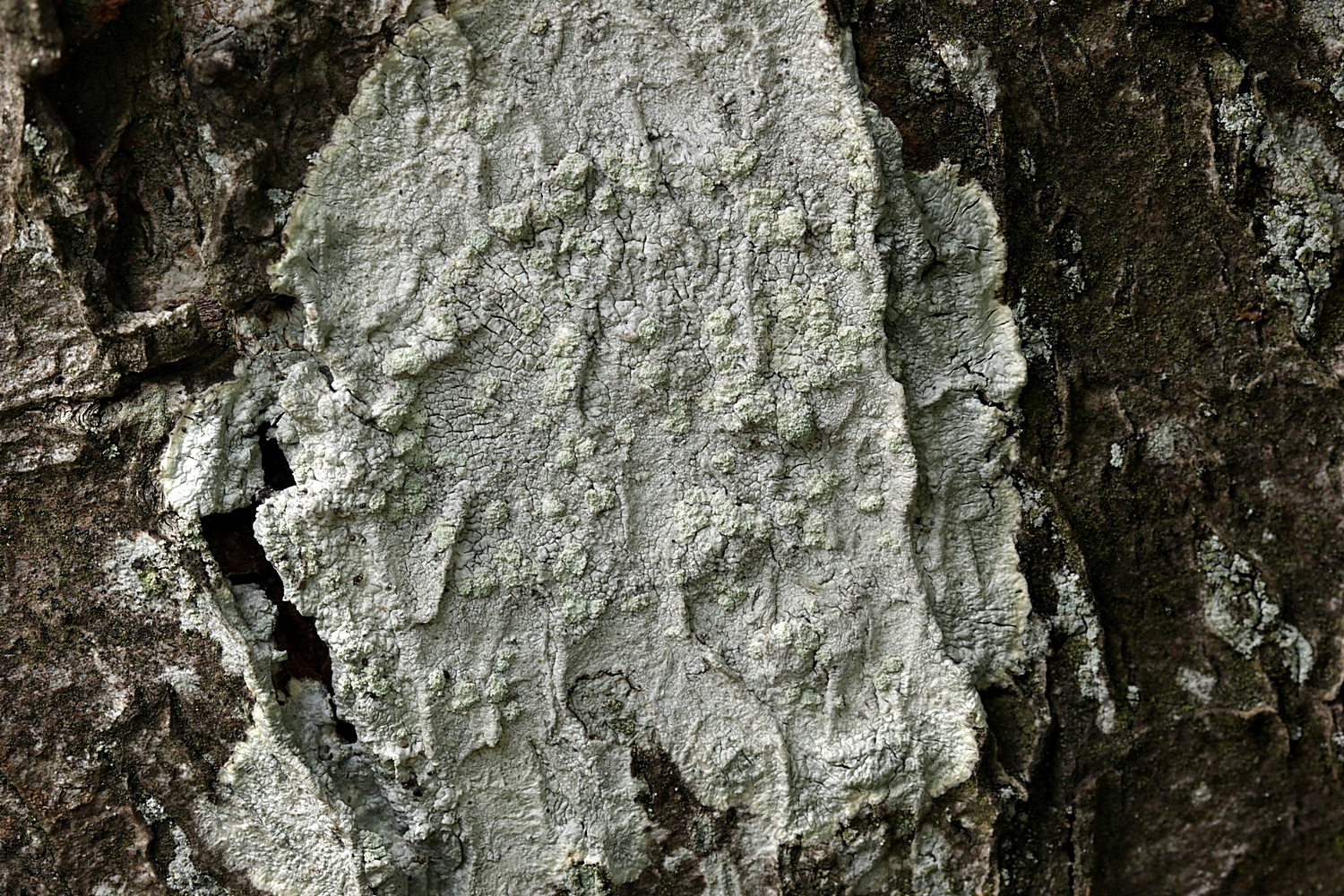 Halbkugelige Porenflechte (Varicellaria hemisphaerica)