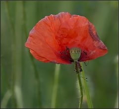 Halbmohn