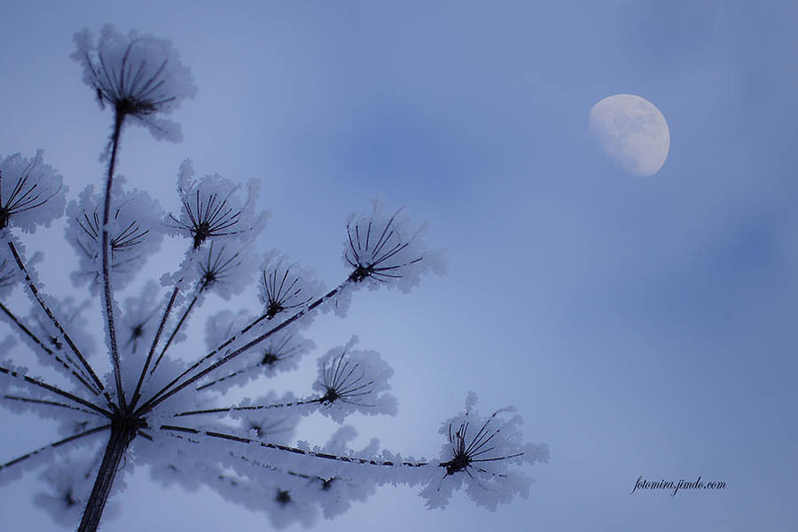 Halbmond Foto & Bild | stillleben, arrangierte szenen, winter Bilder