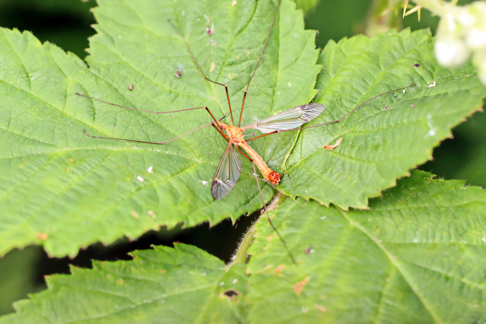 Halbmond-Schnake,Tipula lunata Foto & Bild | natur, insekten, tiere ...