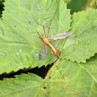 Halbmond-Schnake,Tipula lunata