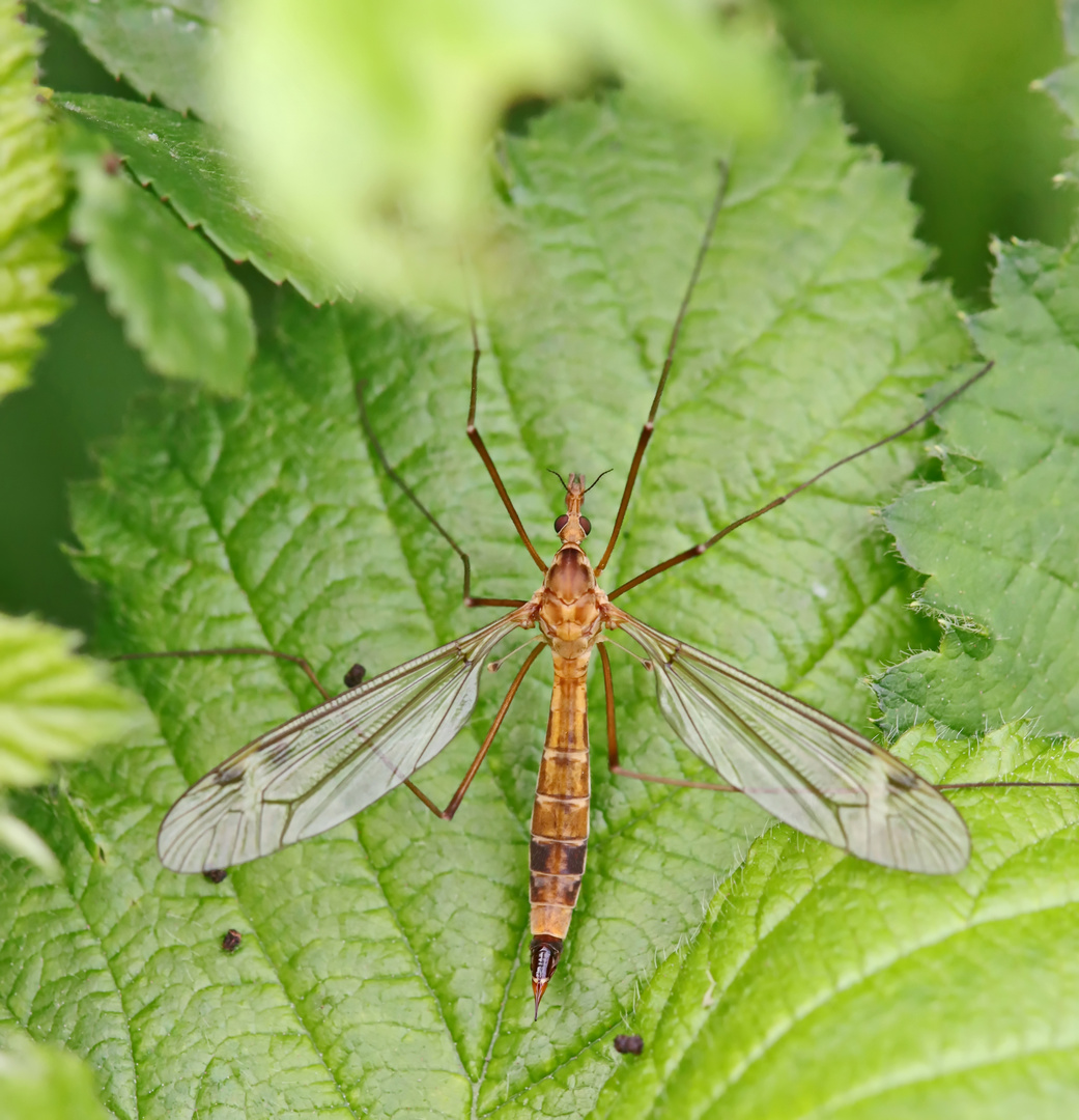 Halbmond-Schnake,Tipula lunata-female + 1 Bild