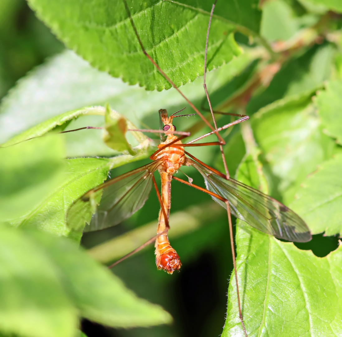 Halbmond-Schnake,Tipula lunata-male