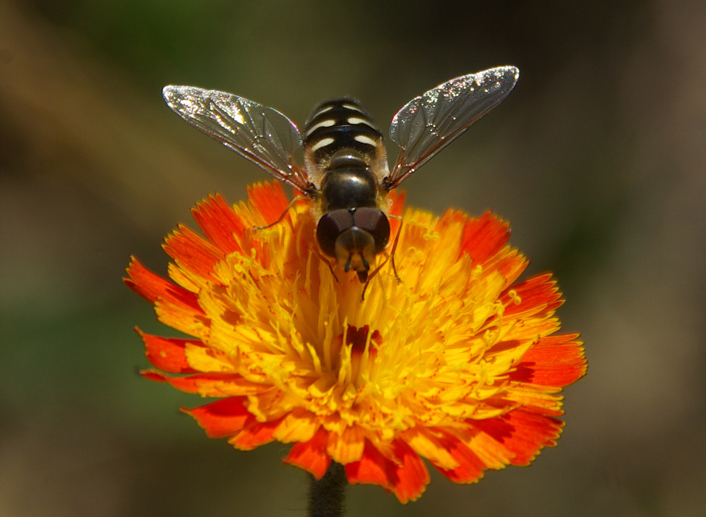 Halbmond-Schwebefliege