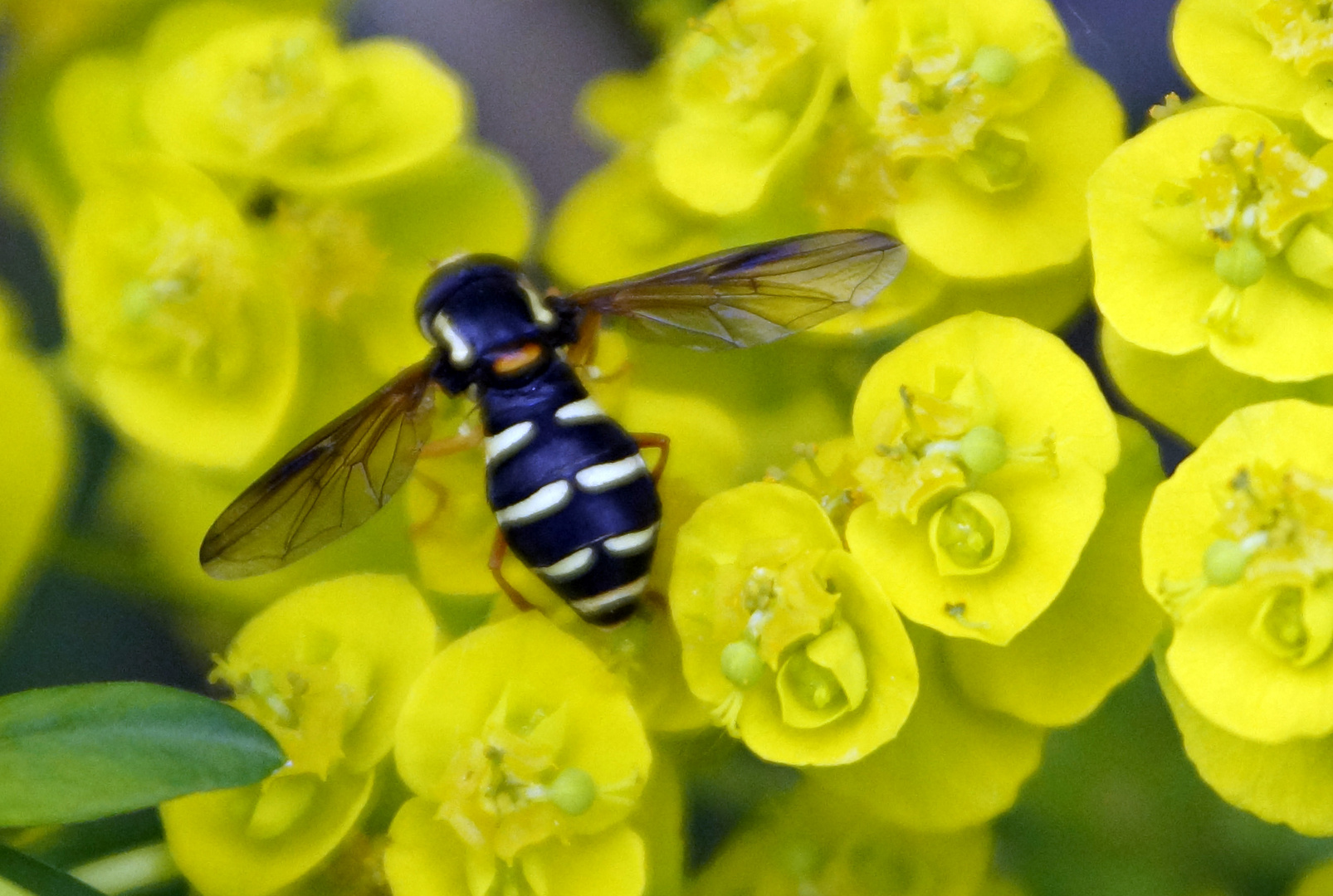 Halbmond-Schwebfliege auf Wolfsmilch