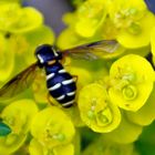 Halbmond-Schwebfliege auf Wolfsmilch