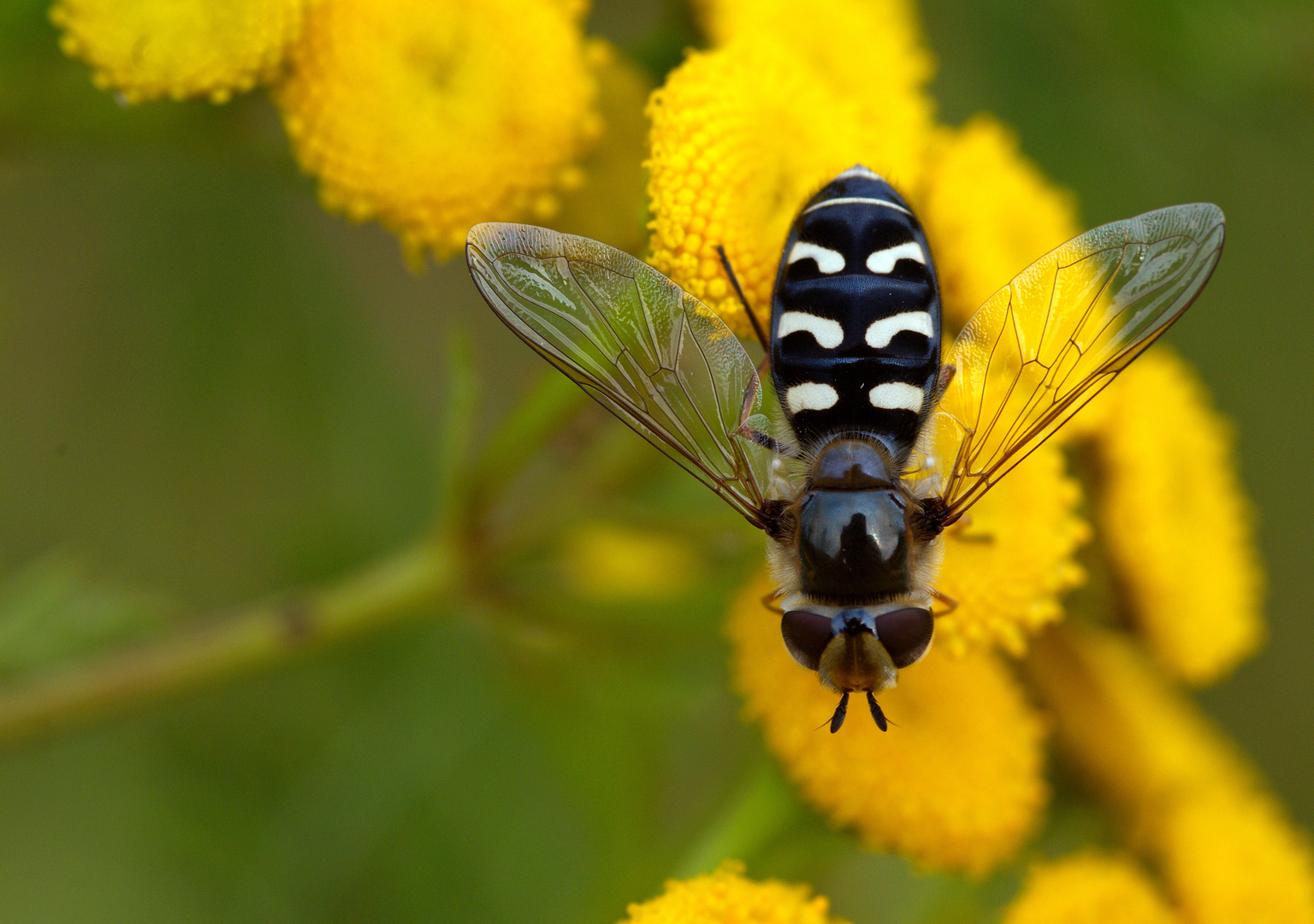 Halbmondschwebfliege