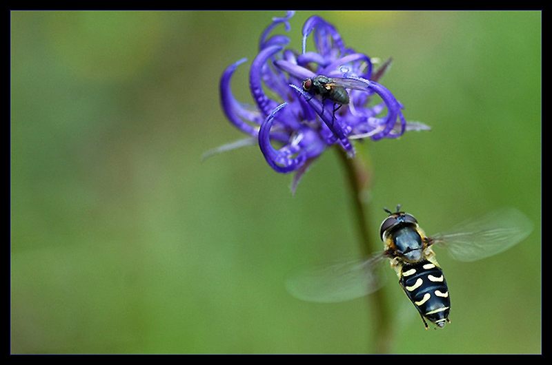 Halbmondschwebfliege vor Teufelskralle schwebend