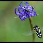 Halbmondschwebfliege vor Teufelskralle schwebend