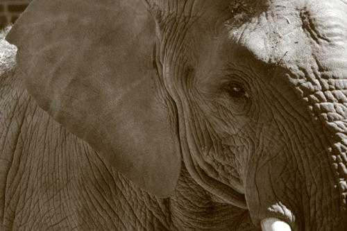 Halbportrait eines Elefantenbullen