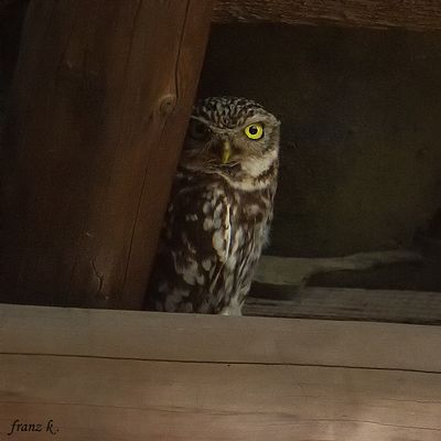          +++   Halbschatten    ***