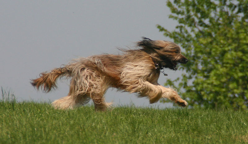 Halbschwester "Dschini"