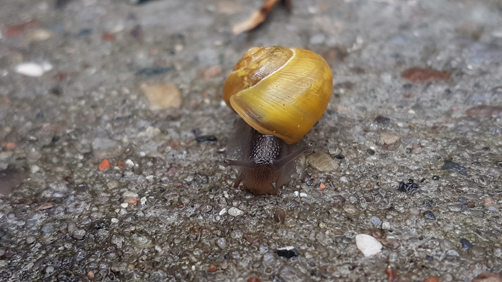 Halbstarke bänderschnecke nach dem regen