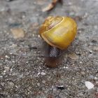 Halbstarke bänderschnecke nach dem regen