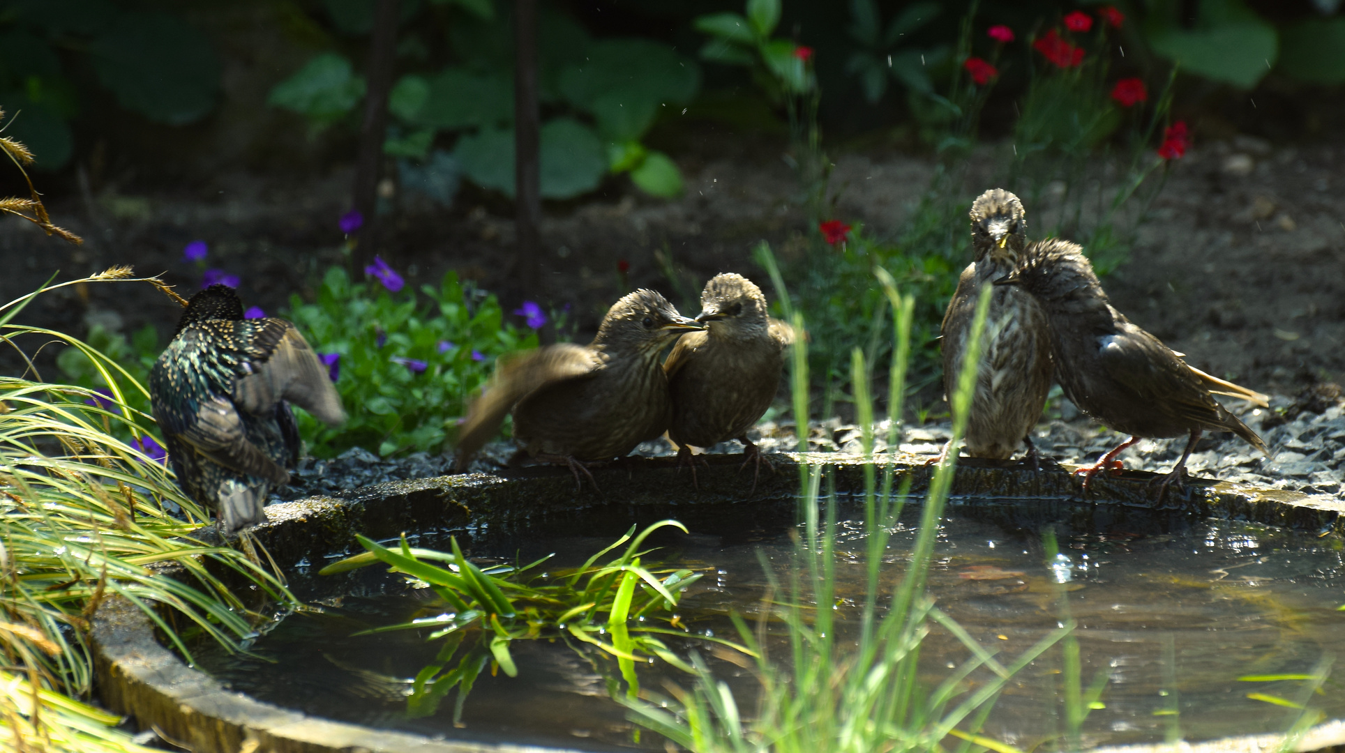 Halbstarke im Freibad!