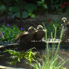 Halbstarke im Freibad!