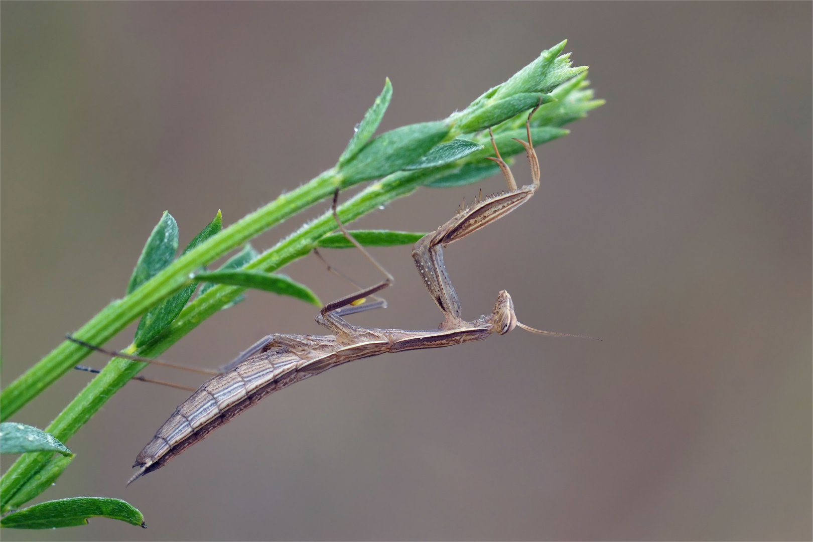 Halbstarke Mantide - Mantis religiosa - 