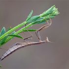 Halbstarke Mantide - Mantis religiosa - 