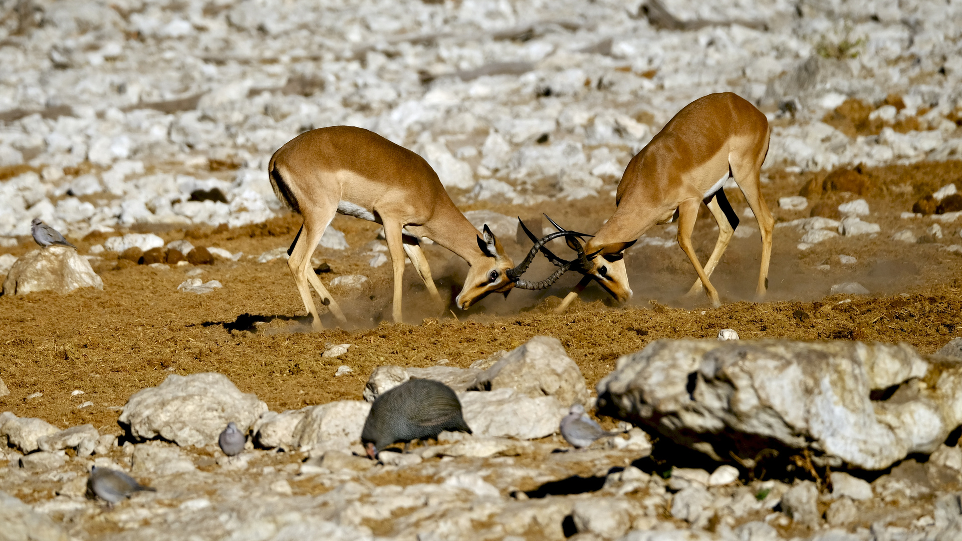 Halbstarke Pupertiere im Etoscha NP