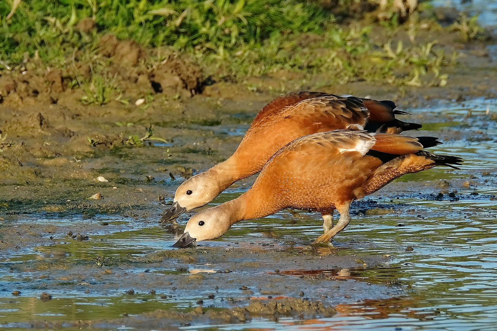 Halbstarke Rostgänse