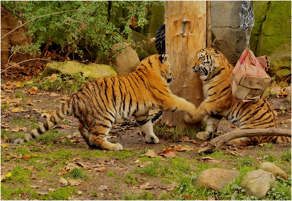 Halbstarke Tigerlein....