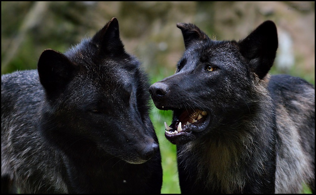 Halbstarke Timberwolf - Brüder ...