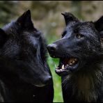 Halbstarke Timberwolf - Brüder ...