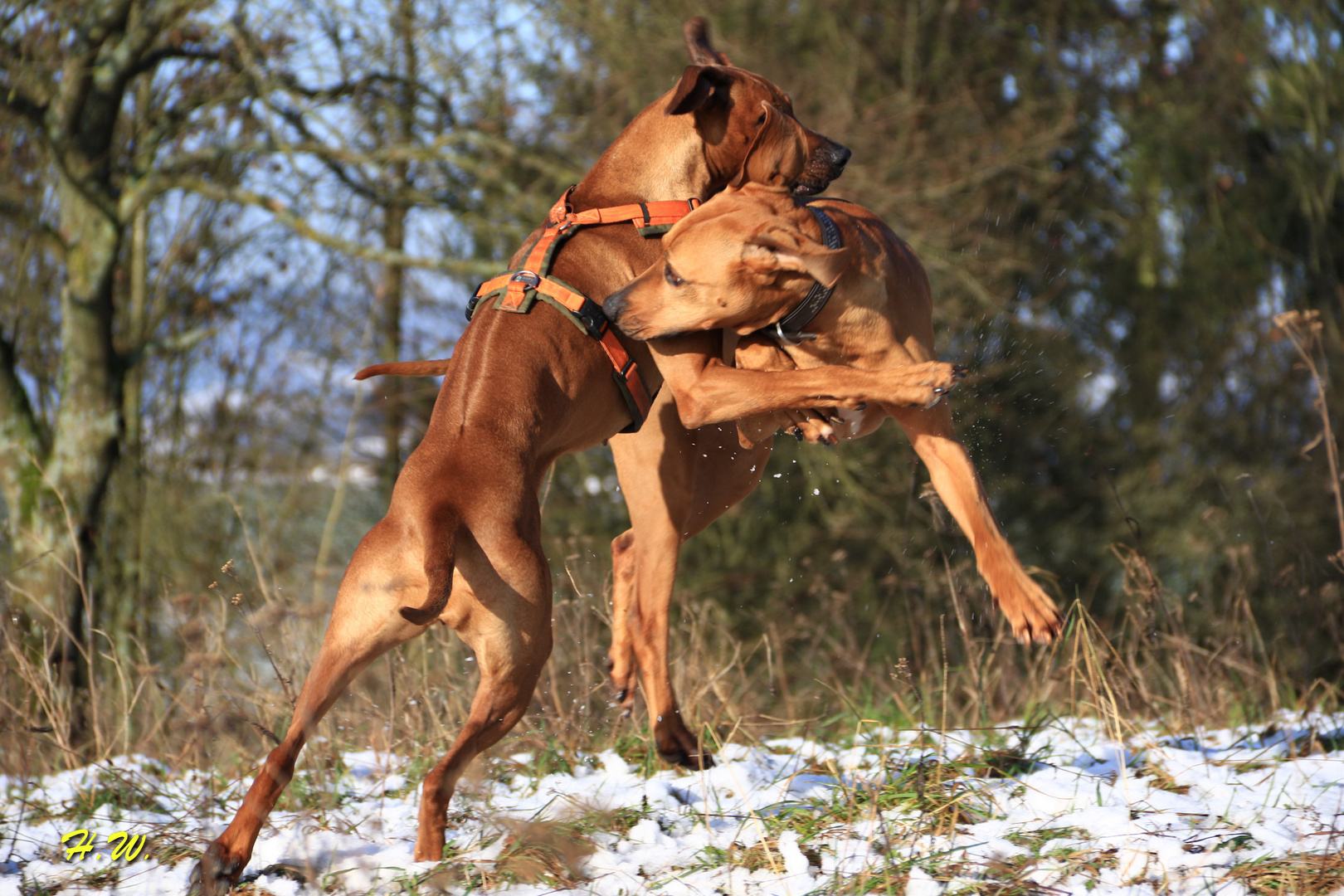 Halbstarke unter sich