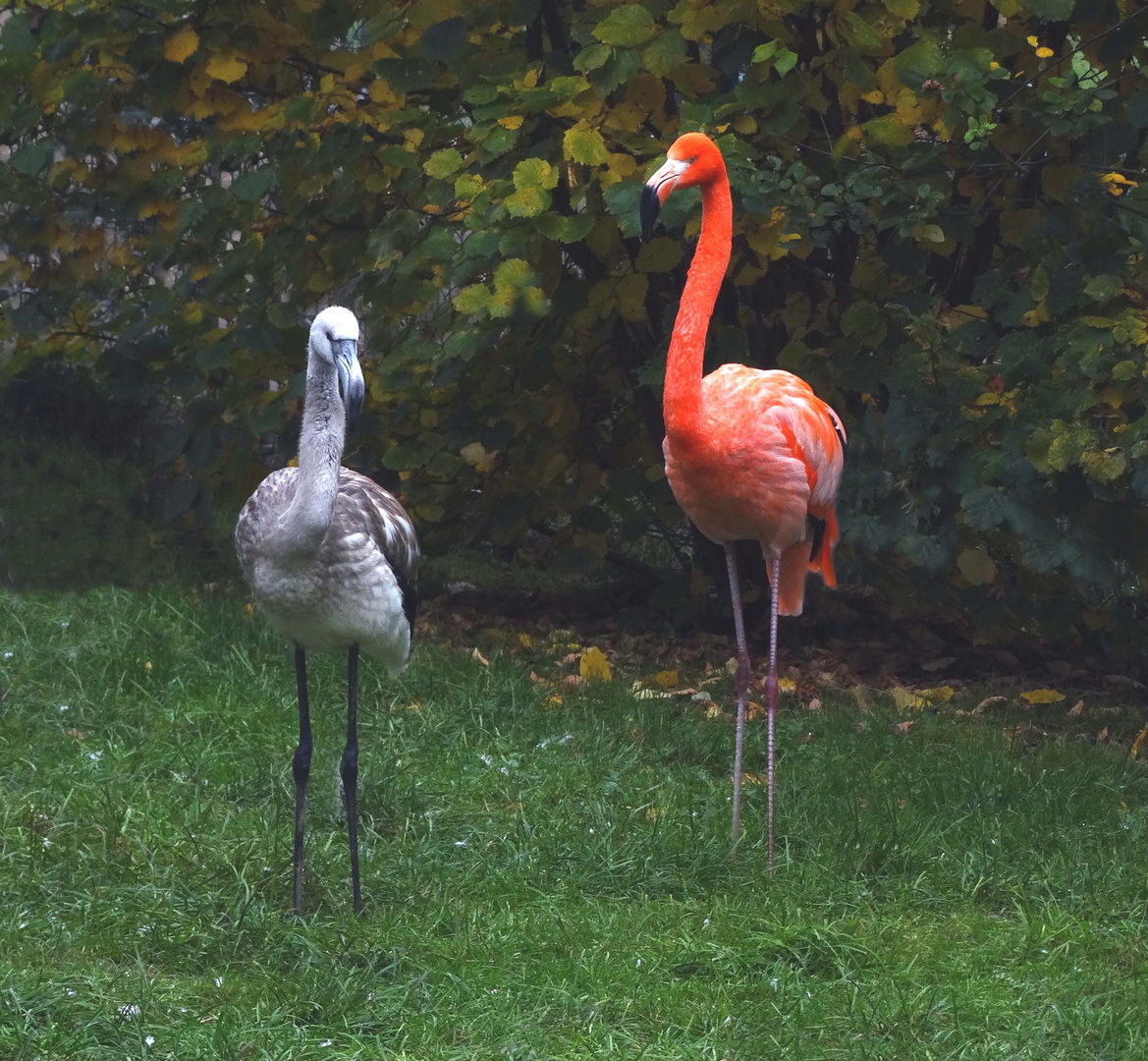 Halbstarker Flamingo mit Mutter (Neuwieder Zoo)