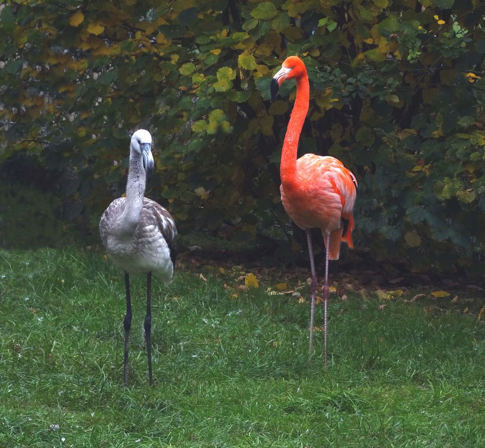 Halbstarker Flamingo mit Mutter (Neuwieder Zoo)