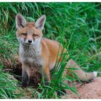 ---- Halbstarker Fuchs Nr. 2 ---- ( Vulpes vulpes )