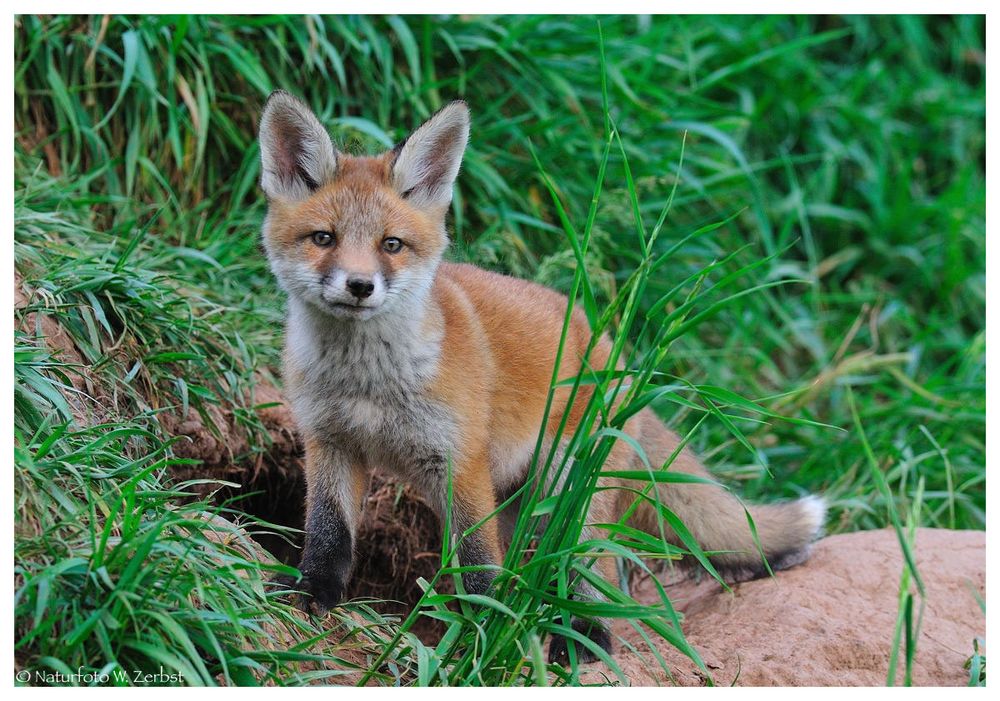 ---- Halbstarker Fuchs Nr. 2 ---- ( Vulpes vulpes )