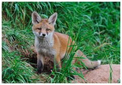 ---- Halbstarker Fuchs Nr. 2 ---- ( Vulpes vulpes )