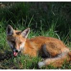 ---- Halbstarker Fuchs Nr. 5 ---- ( Vulpes vulpes )