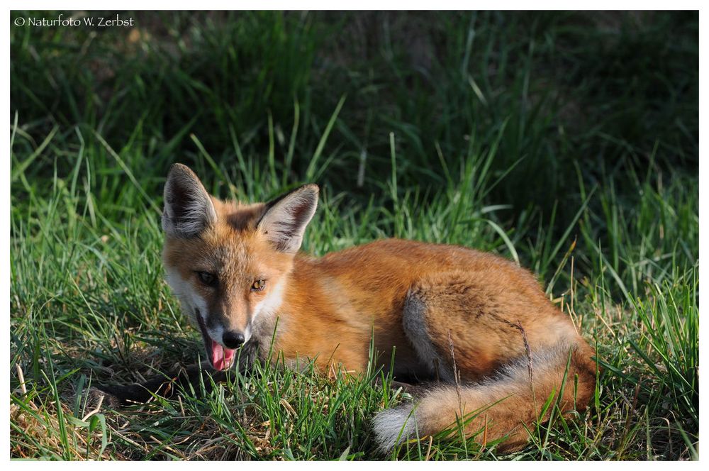 ---- Halbstarker Fuchs Nr. 5 ---- ( Vulpes vulpes )