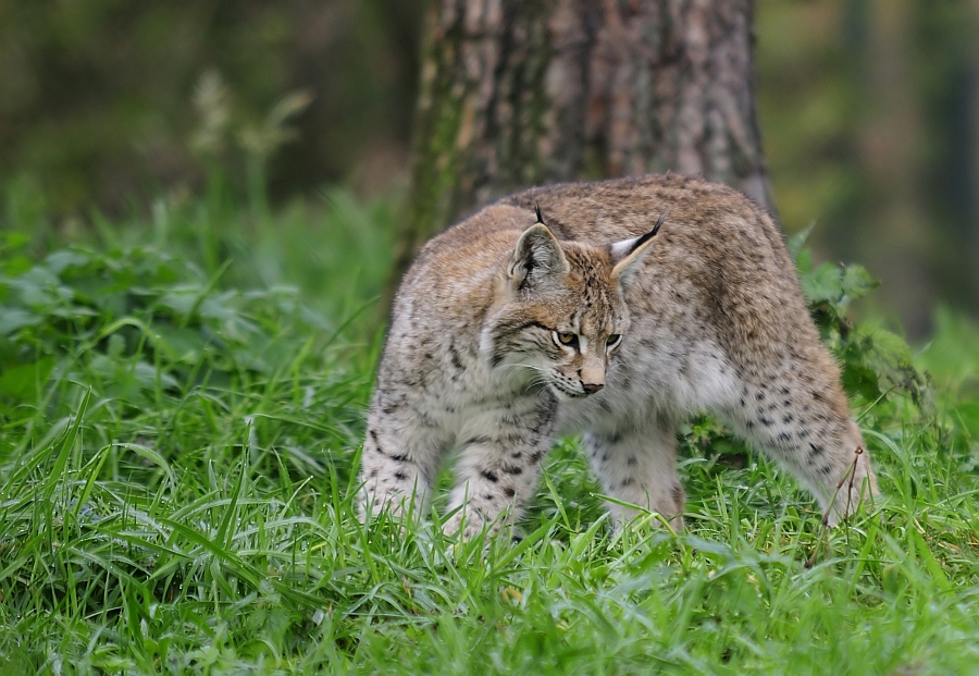 Halbstarker Luchs ....