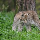 Halbstarker Luchs ....